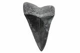 Fossil Broad-Toothed Mako Tooth - South Carolina #214624-1